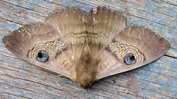 Wallpaper thumb: Southern Old Lady Moth